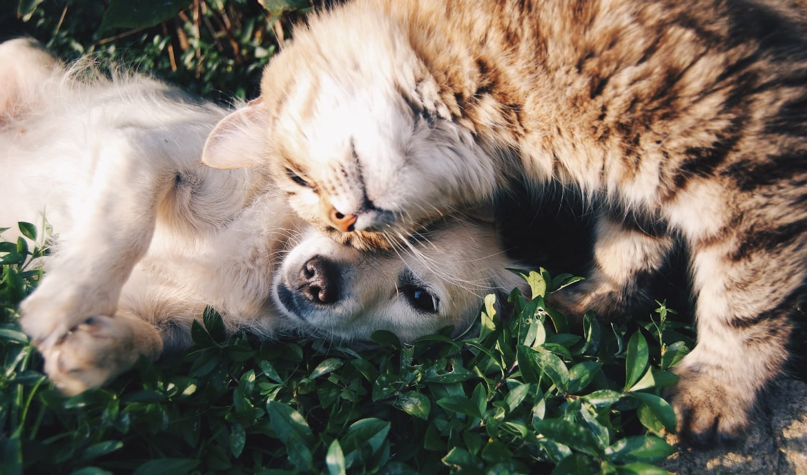 A dog and cat resting calmly together