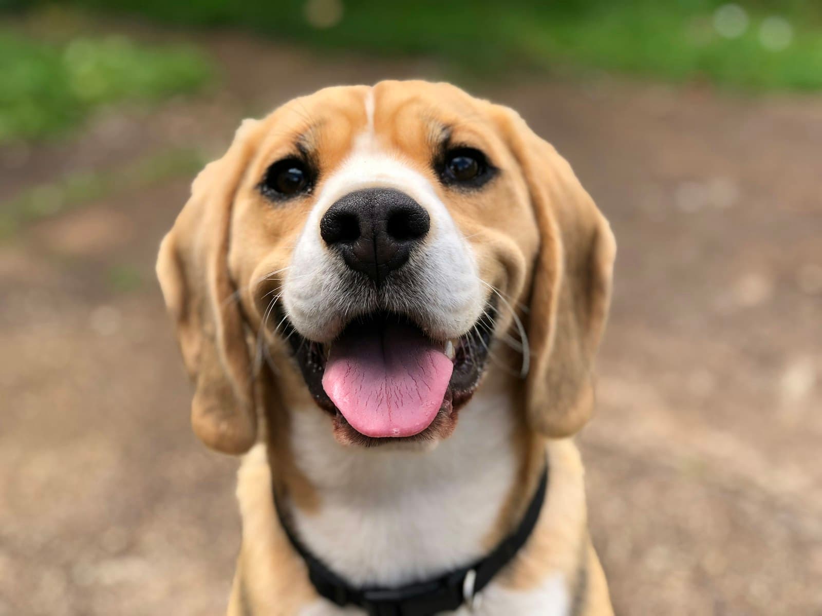 A happy, healthy dog looking at the camera